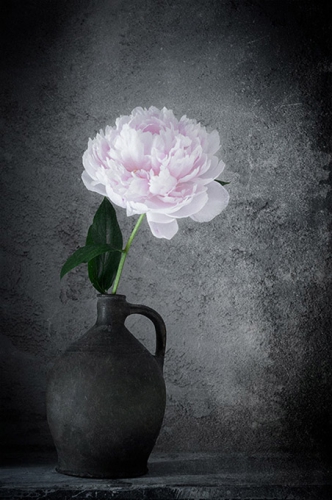 G pfingstrose DSC7918 web