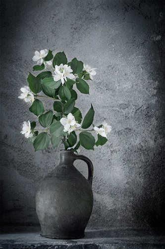 H jasmin DSC7914 web