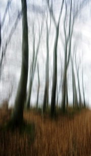 "Wald 2"