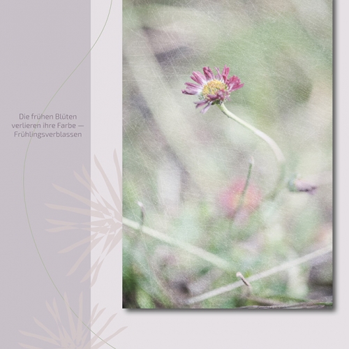 fruehlingsverblassen