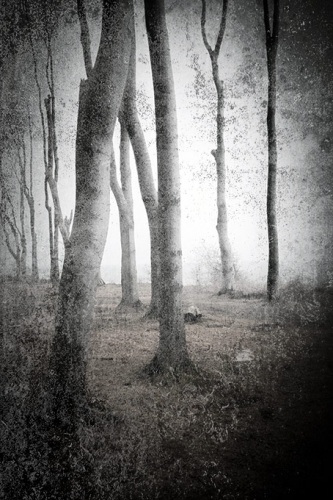 gespensterwald  DSC4834 01