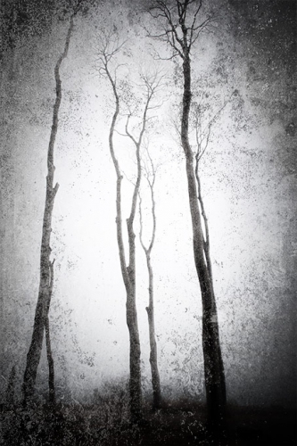 gespensterwald  DSC4835 02