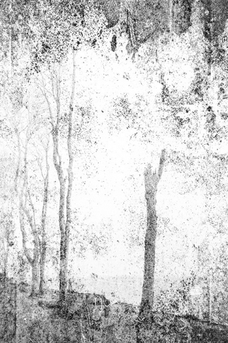 gespensterwald  DSC4840 04