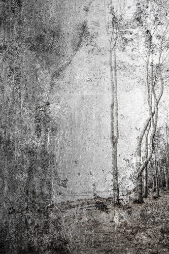 gespensterwald  DSC4845 05