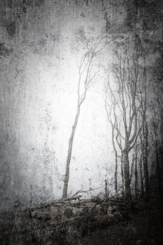 gespensterwald  DSC4854 07