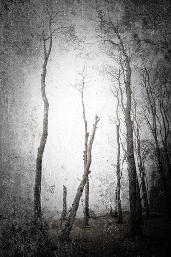 gespensterwald  DSC4855 08