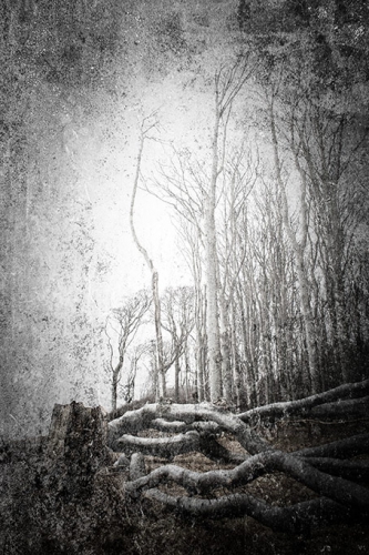 gespensterwald  DSC4863 10